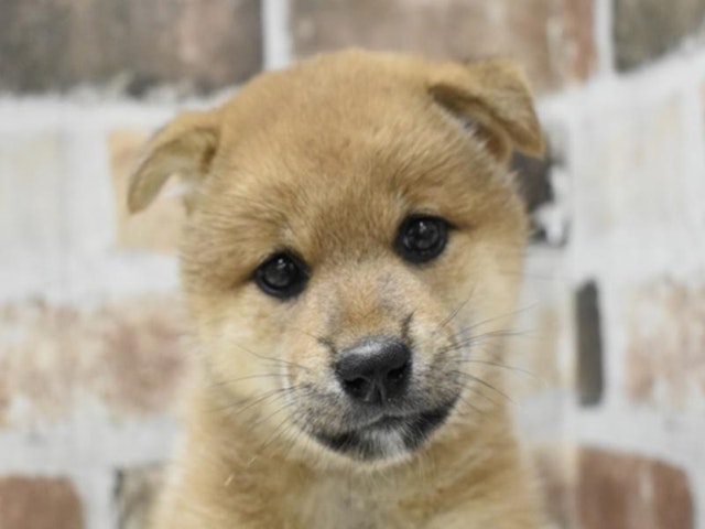 長野県の柴犬(標準サイズ) (ペッツワン塩尻店/2024年2月28日生まれ/女の子/赤)の子犬